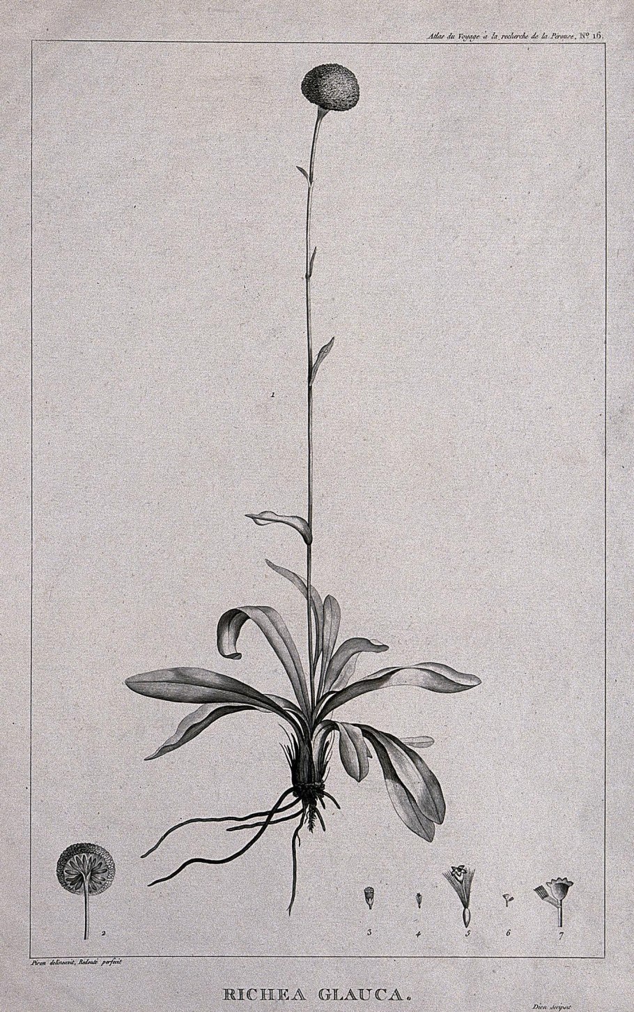 Дикая природа Тасмании Тасмания