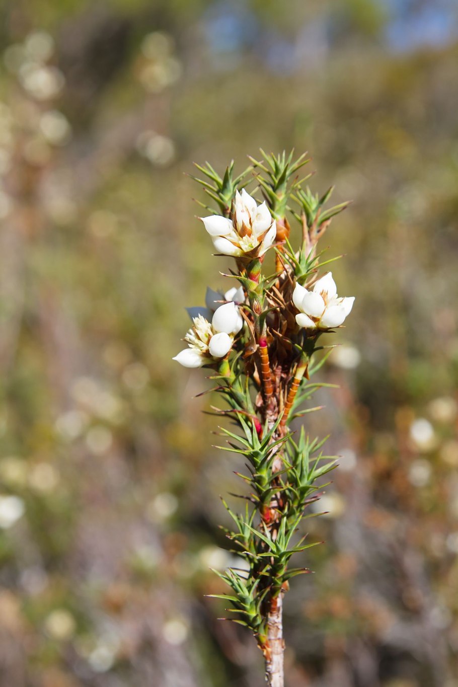 Richea pandanifolia