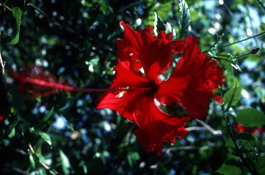 Женщина с ромашками