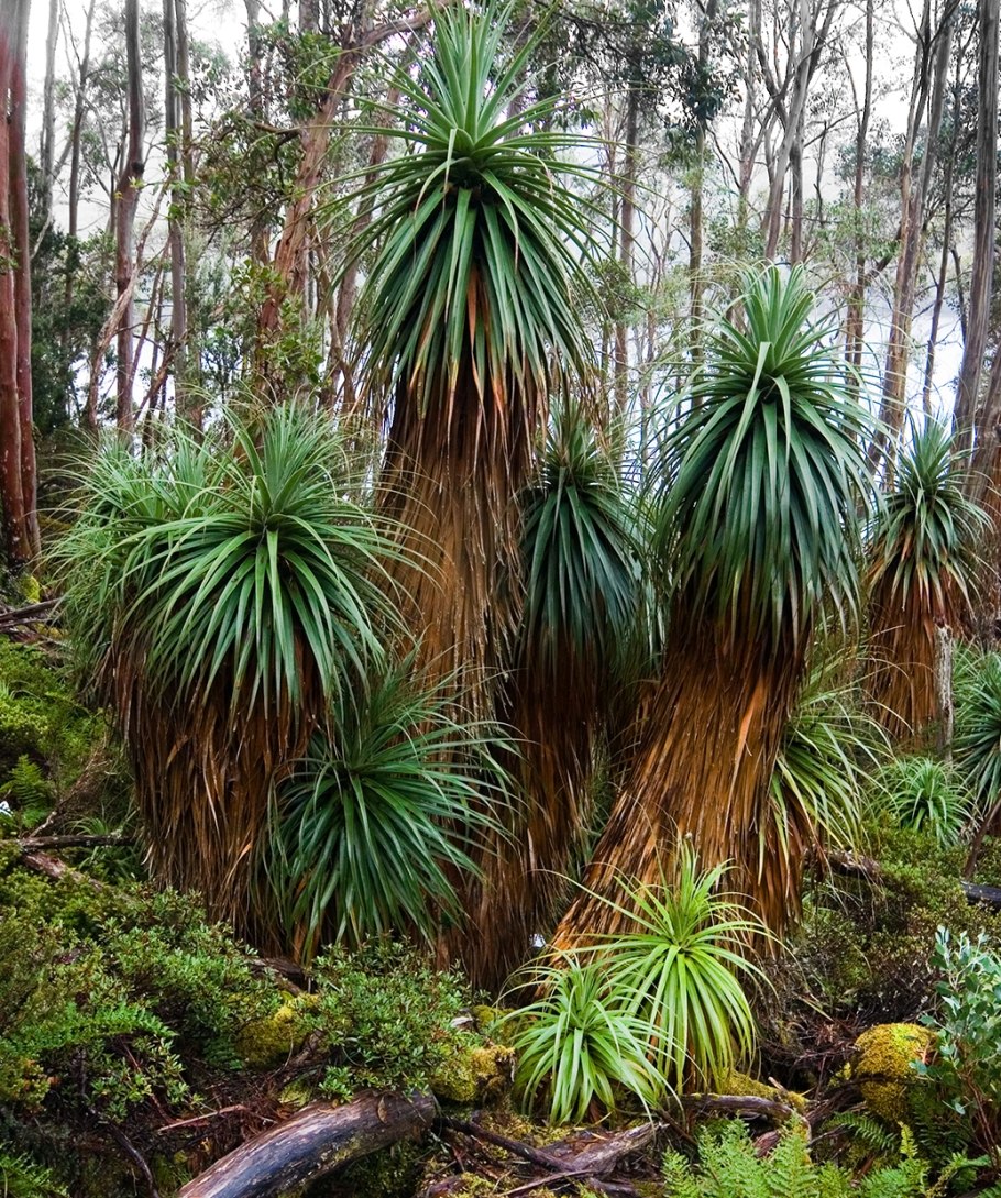 Richea dracophylla
