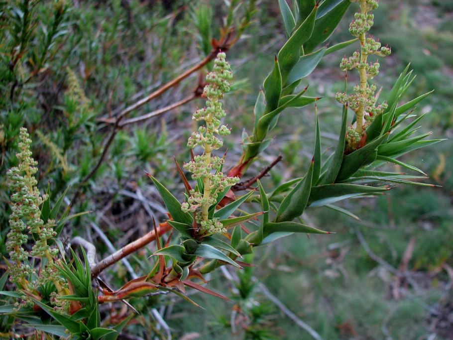 Richea pandanifolia