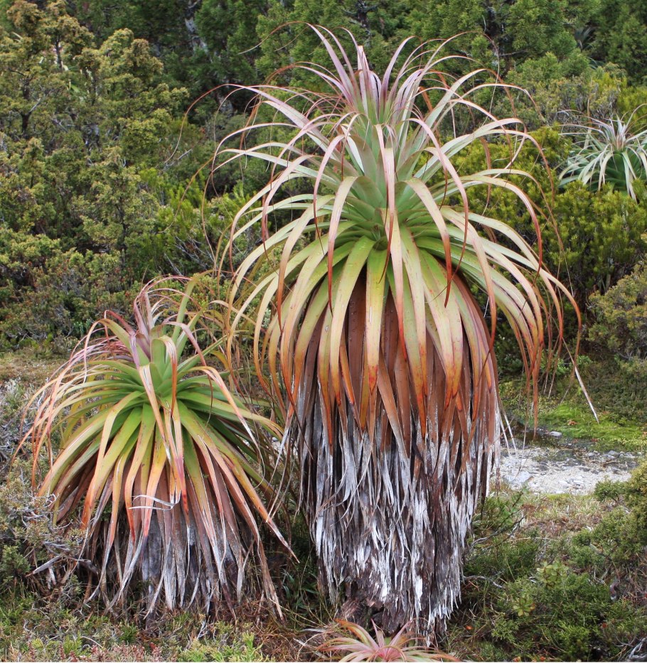 Richea pandanifolia