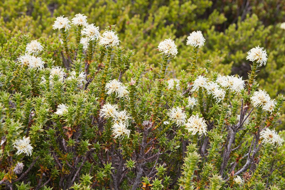Richea pandanifolia