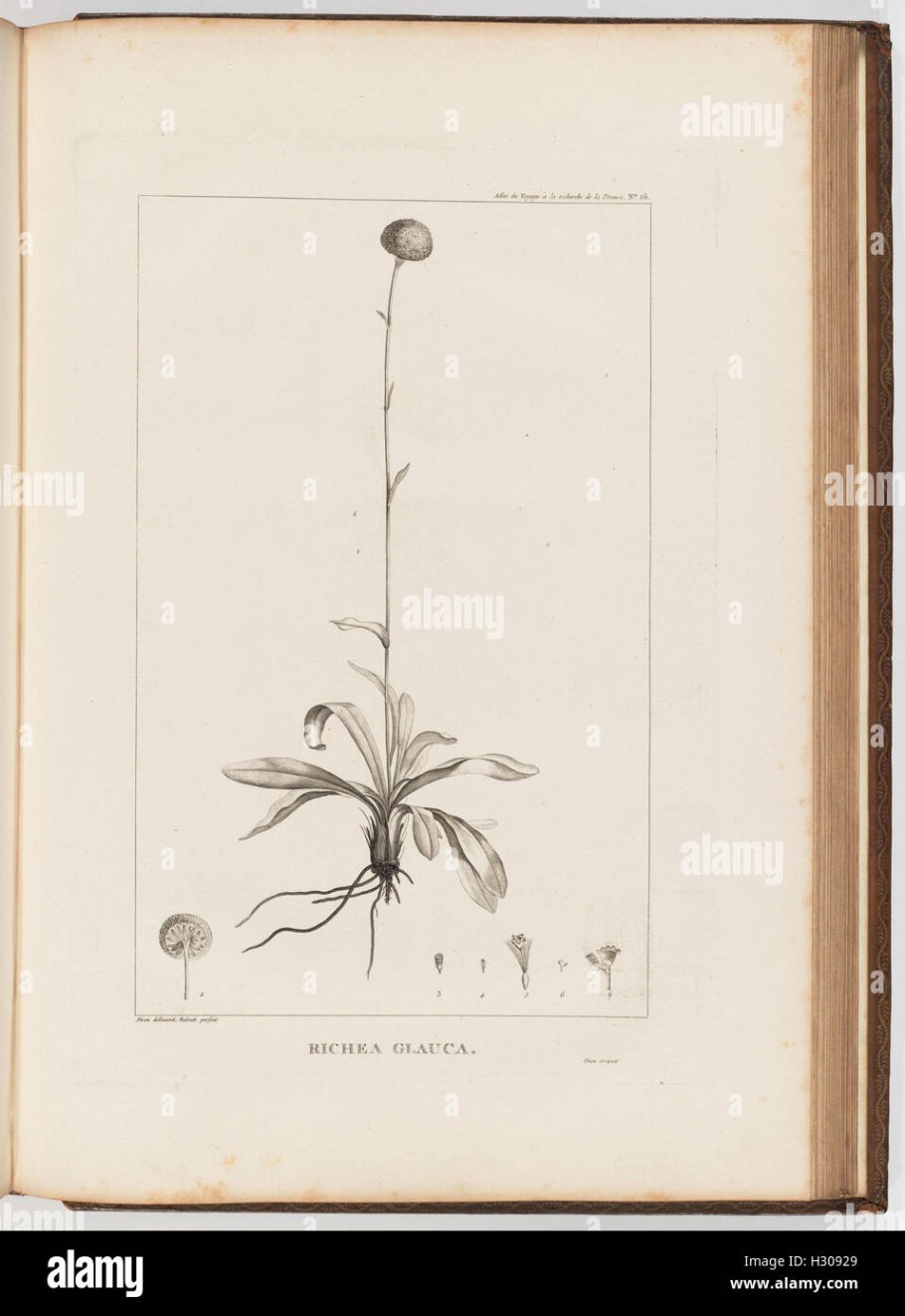 Семена Эрики