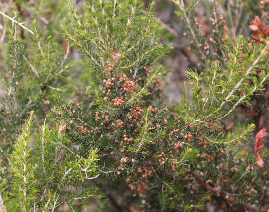 Принцесса с зелеными волосами