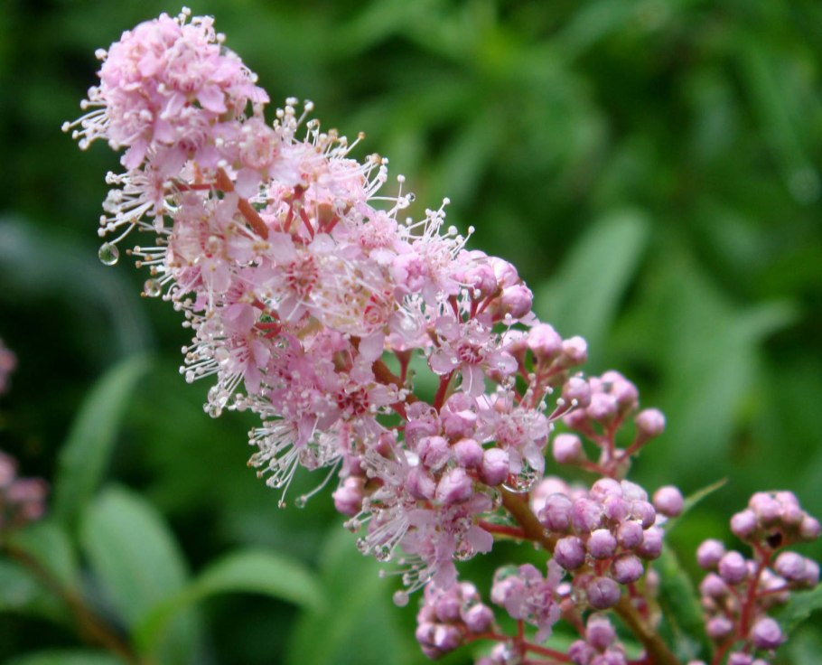 Спирея метельчатая