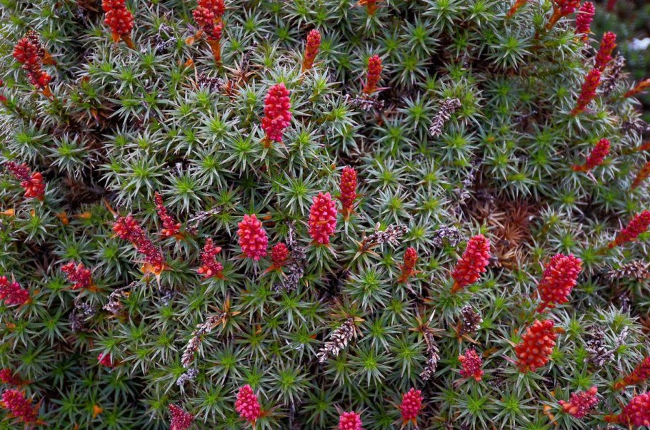 Ричея панданифолия