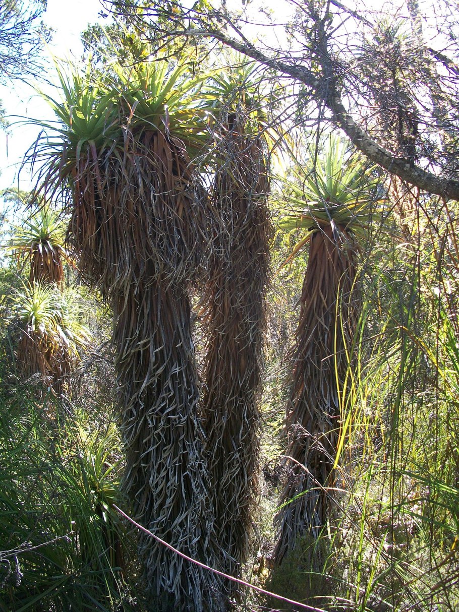 Richea pandanifolia
