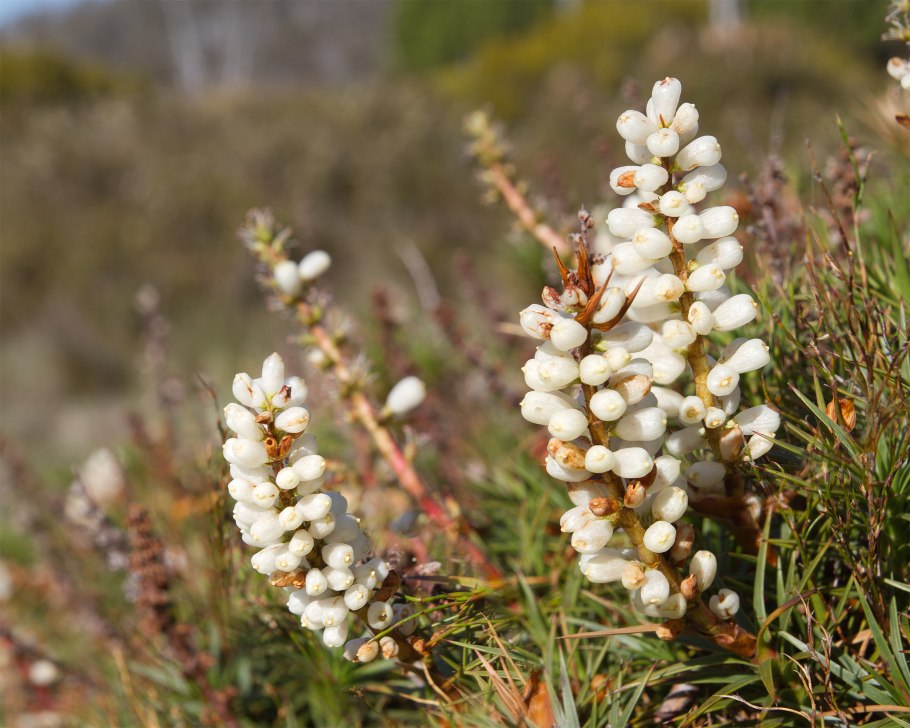Richea dracophylla