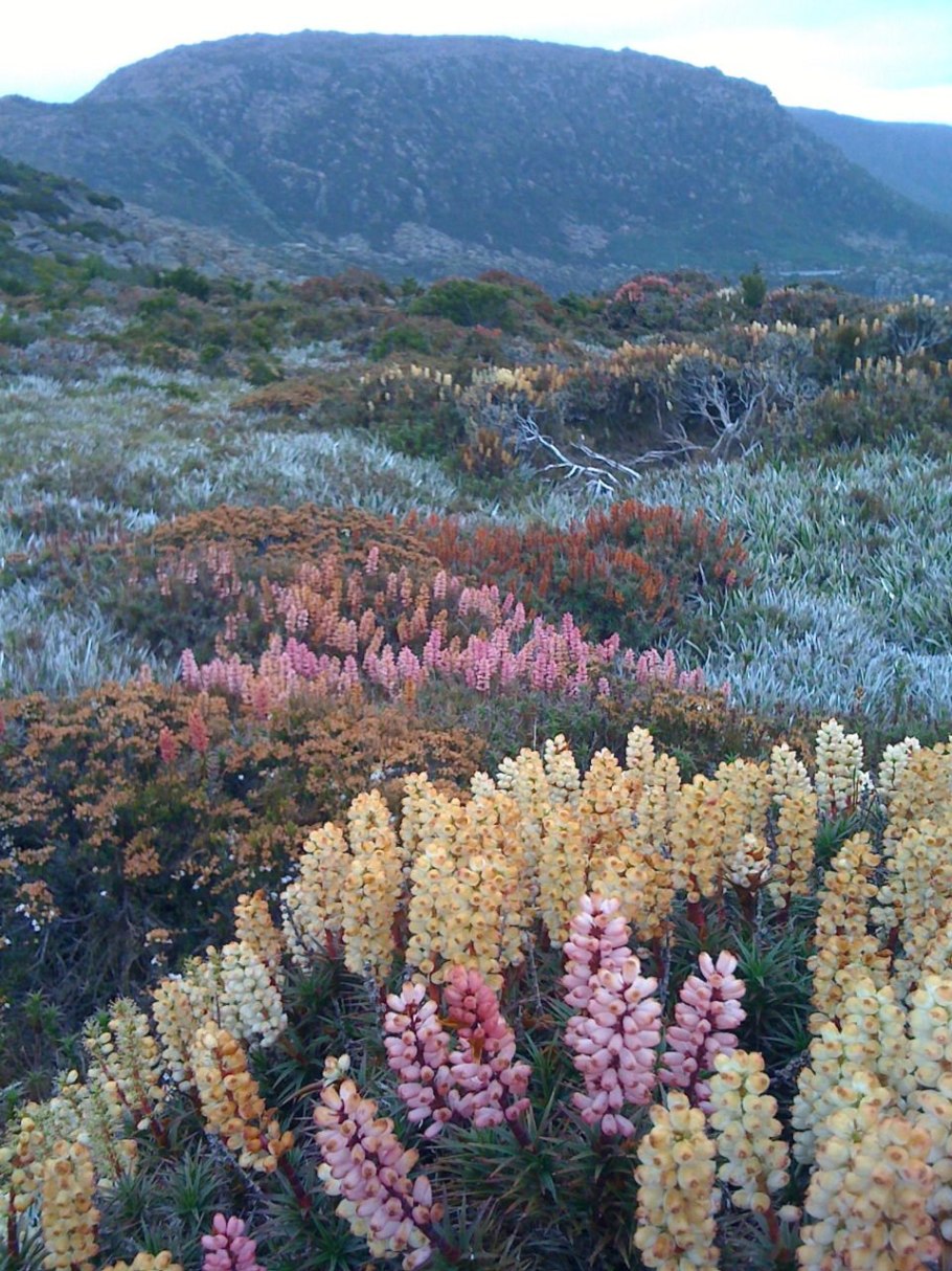 Rosa glauca рисунок карандашом