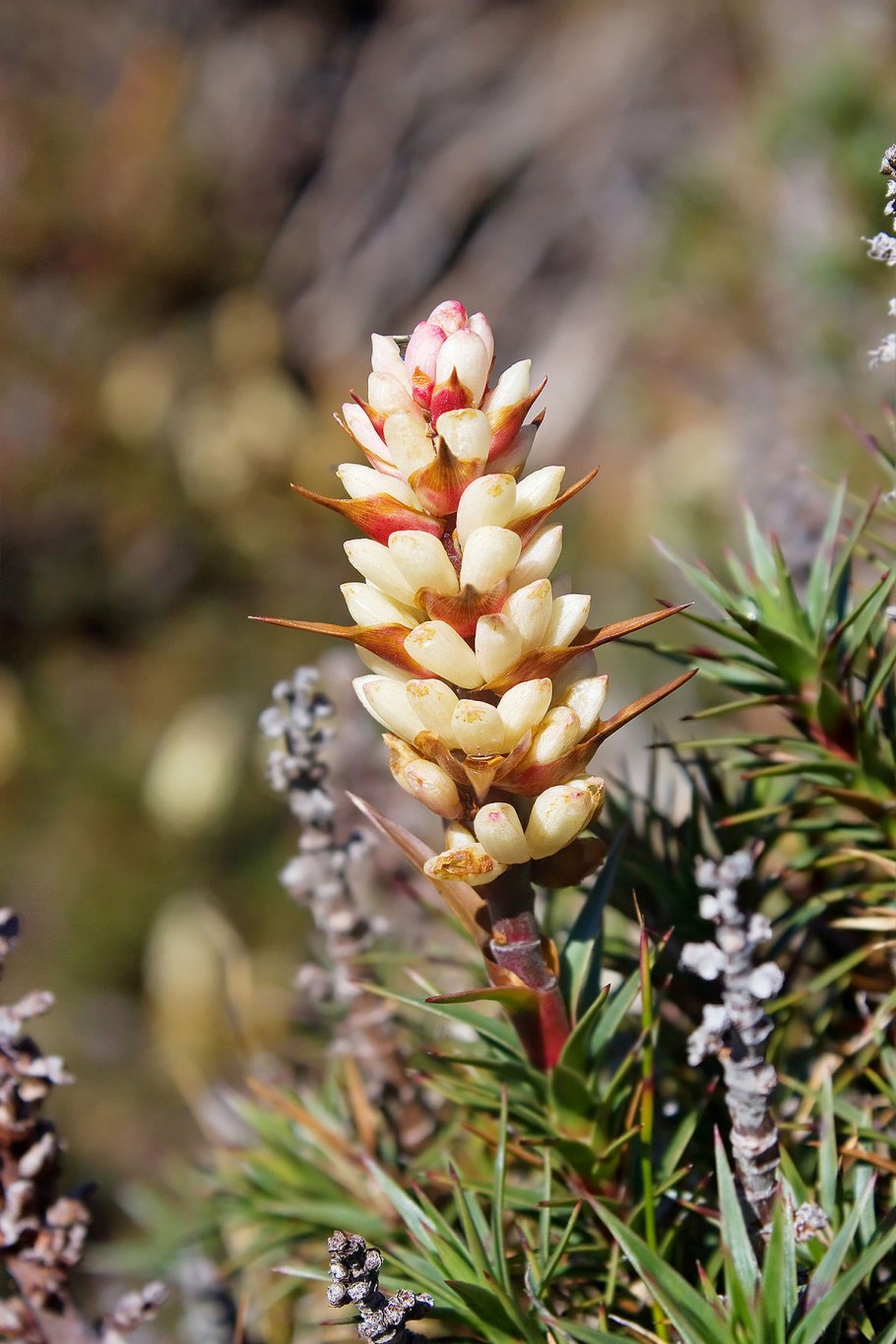 Richea pandanifolia