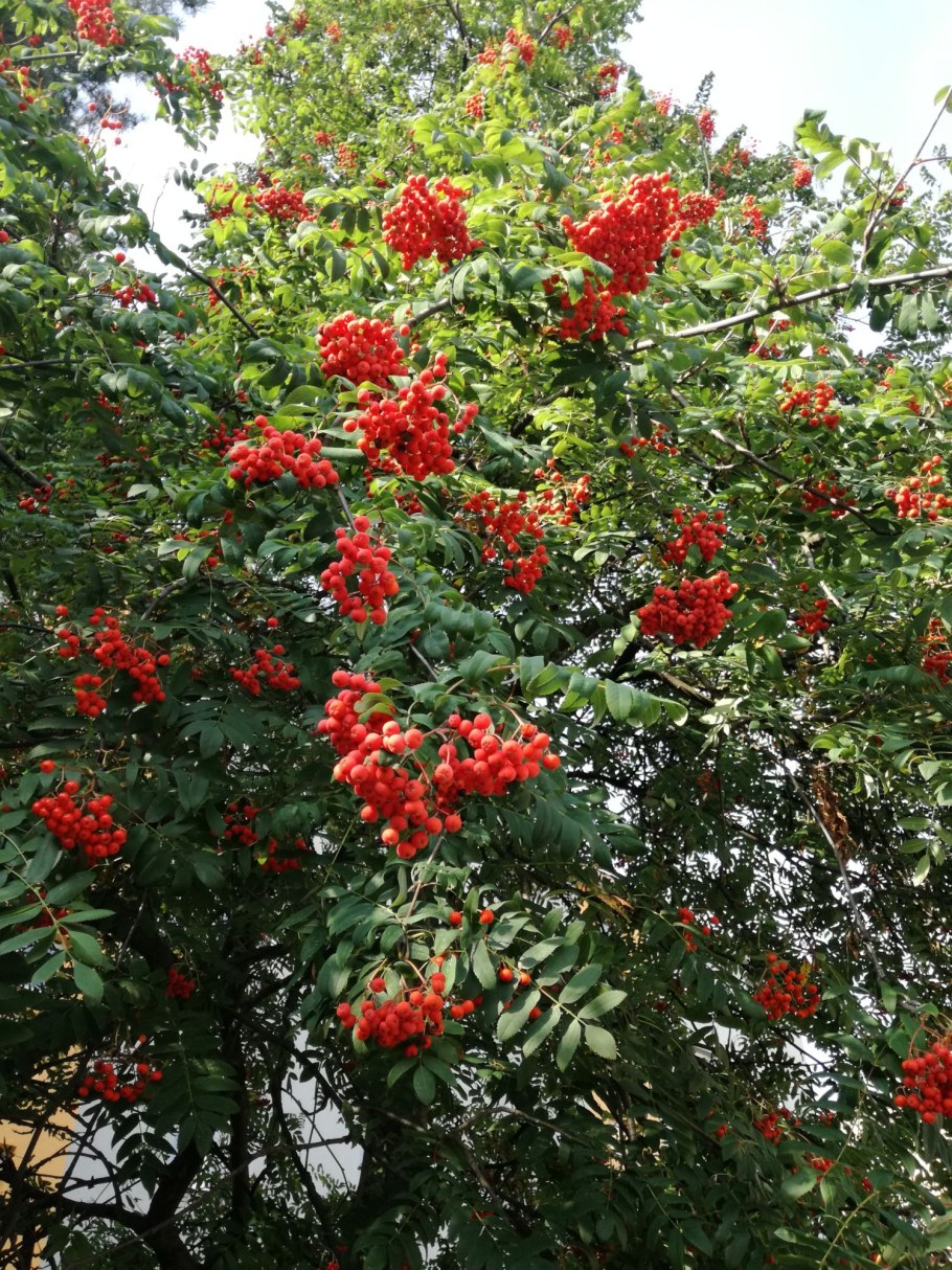 Рябинник рябинолистный плод