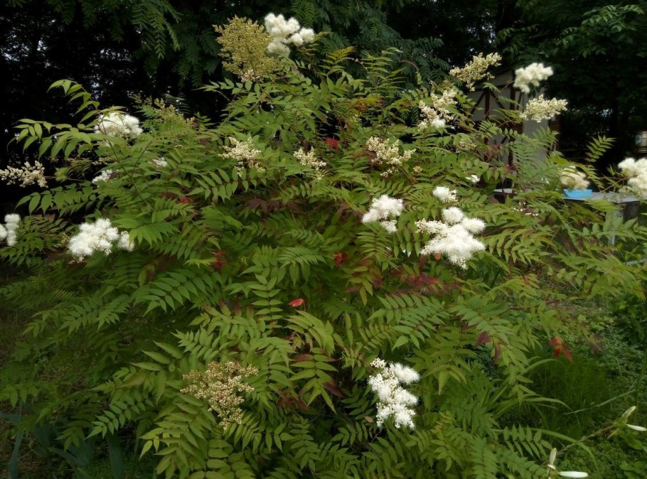 Спирея рябинолистная рябинник