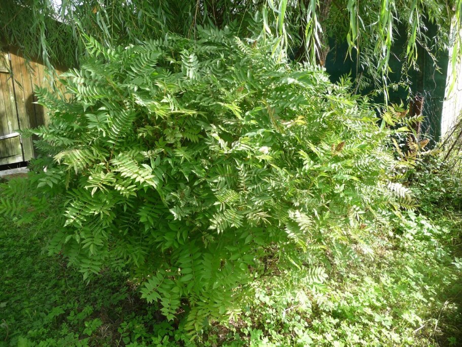 Рябинник рябинолистный ствол