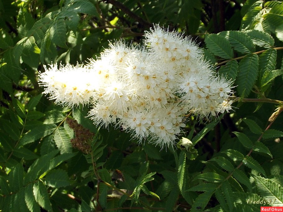 Дрозд-рябинник (turdus pilaris)