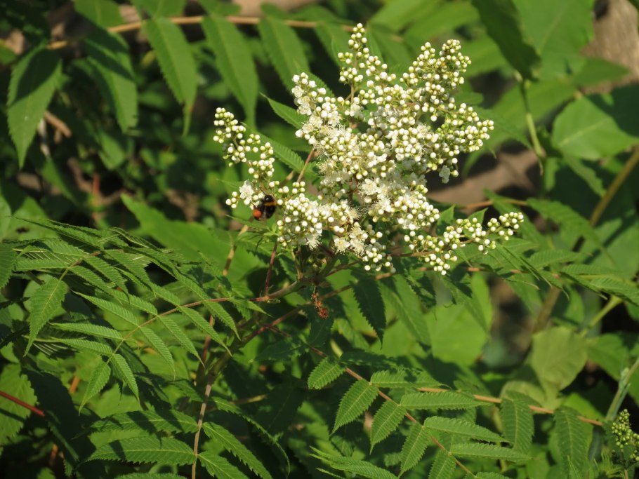 Папоротник и рябинник