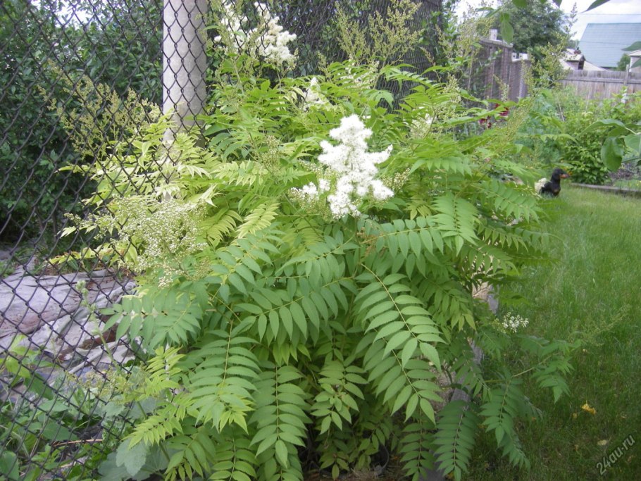 Рябинник рябинолистный цветение