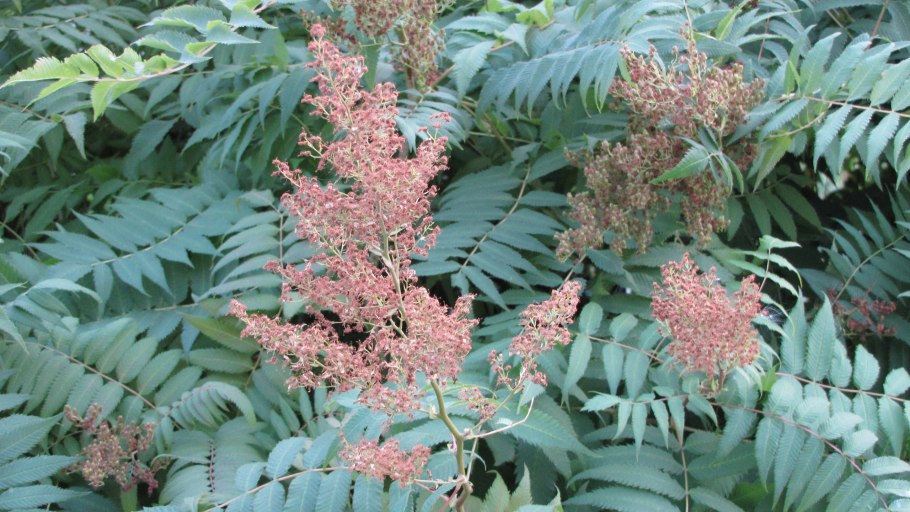 Рябинник рябинолистный sem