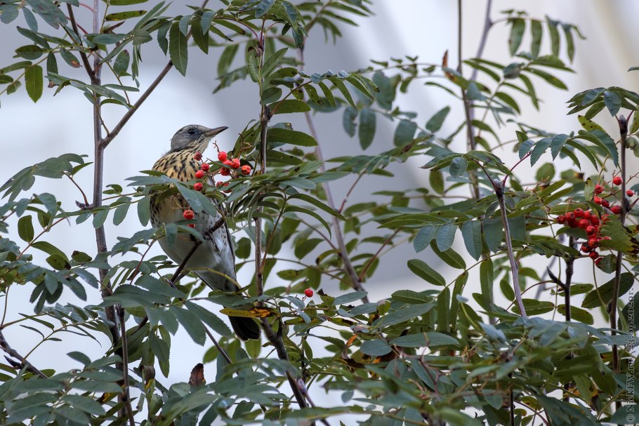 Рябинник рябинолистный Сэм