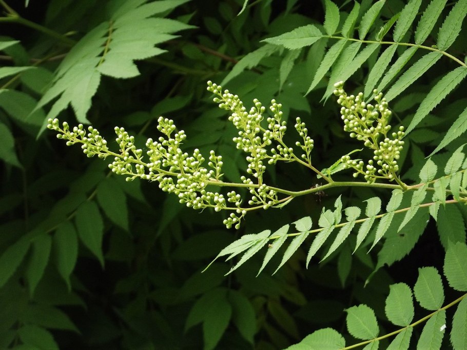 Рябинник Пинк Хопи