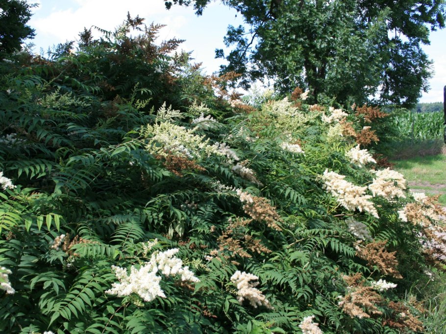 Рябинник Рябиновый