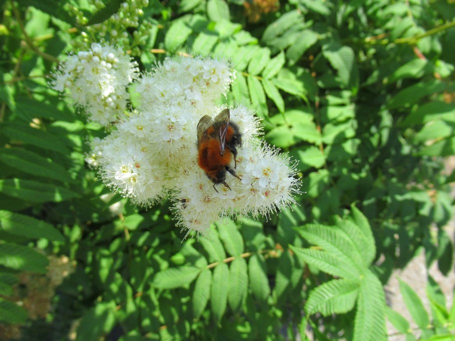 Рябинник рябинолистный лист