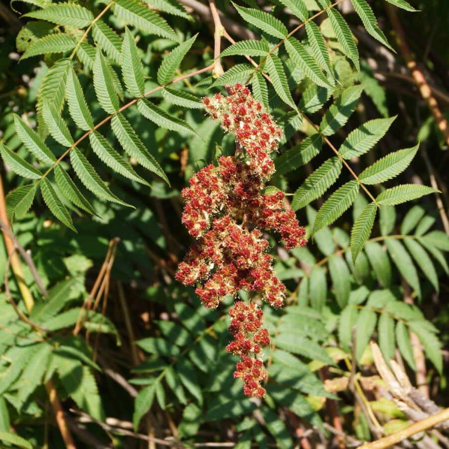 Кустарник Sorbaria sorbifolia