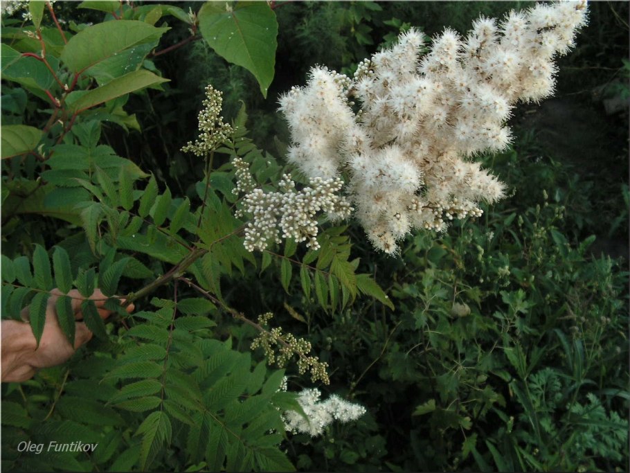 Рябинник рябинолистный цветение