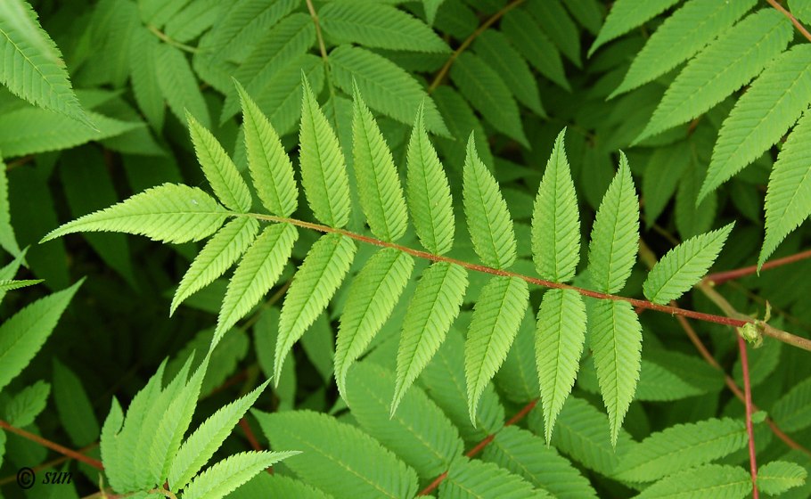 Рябинник рябинолистный лист