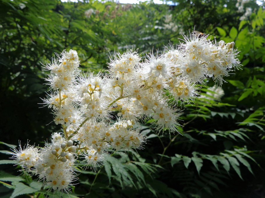 Рябинник Палласа