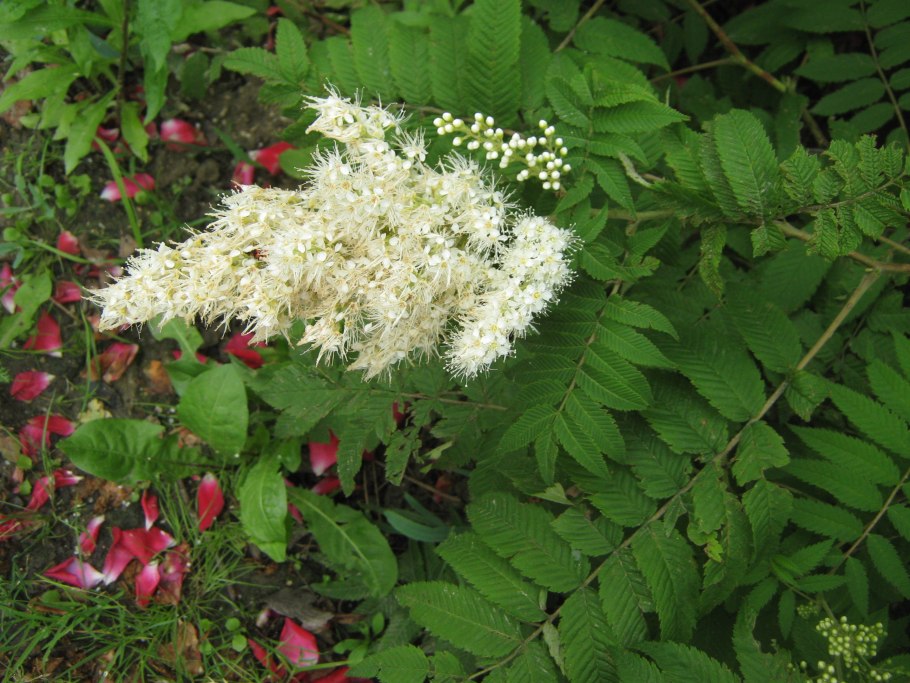 Спирея рябинолистная