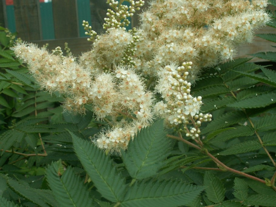 Таволга рябинолистная