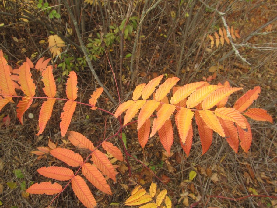 Рябинник голос