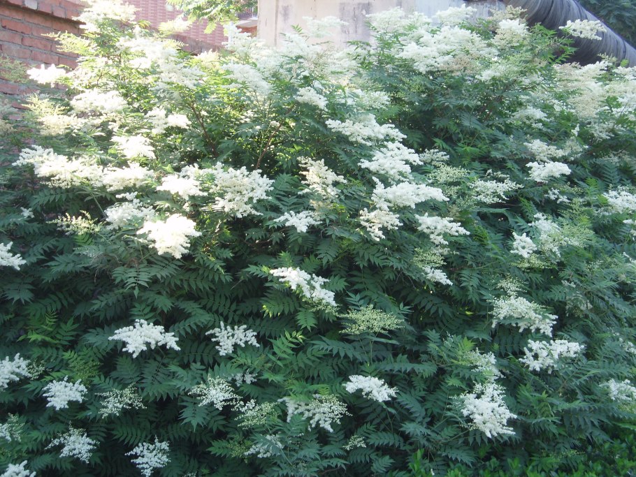 Рябинник Эчисона