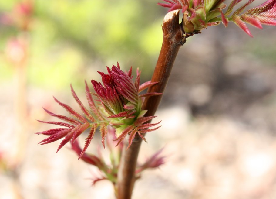 Рябинник насекомые