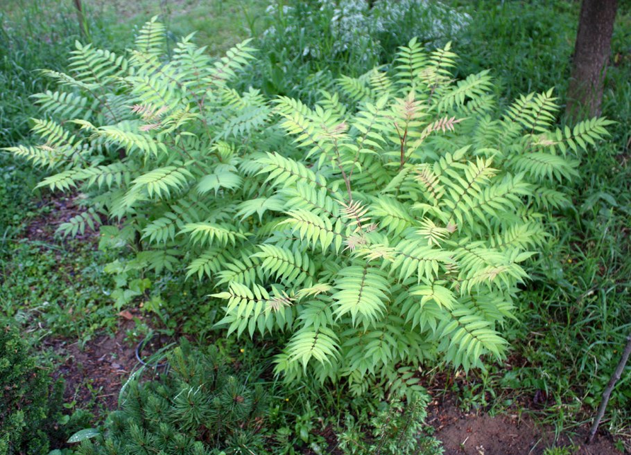 Рябинник рябинолистный sorbaria sorbifolia