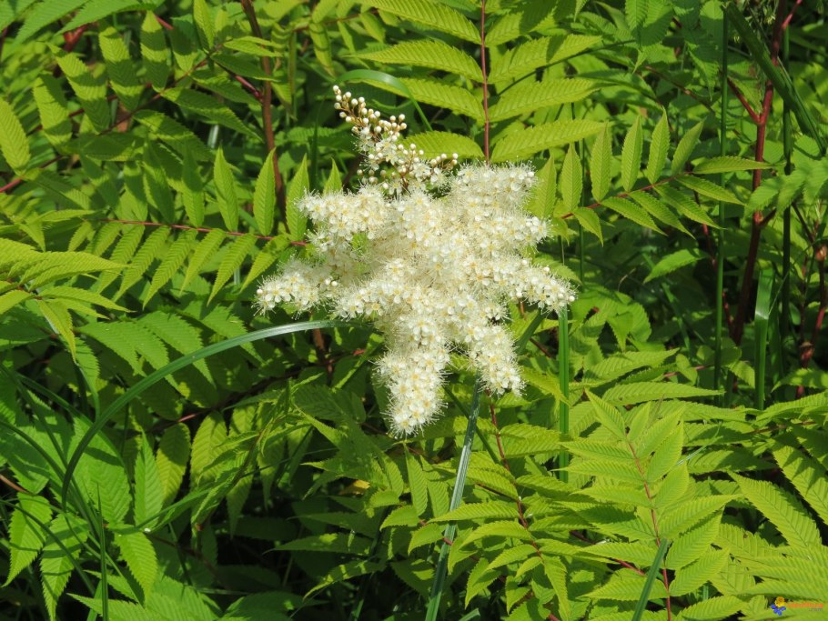Растение Sorbaria sorbifolia