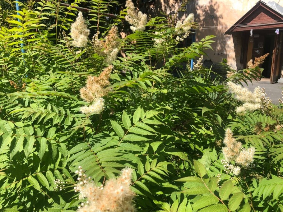 Рябинник Сэм осенью