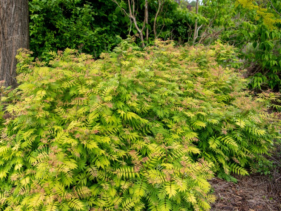 Рябинник кустарник медонос?