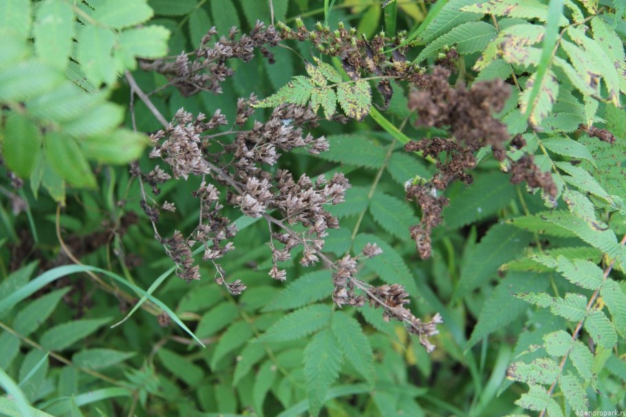 Рябинник сумахолистный Sorbaria rhoifolia kom.