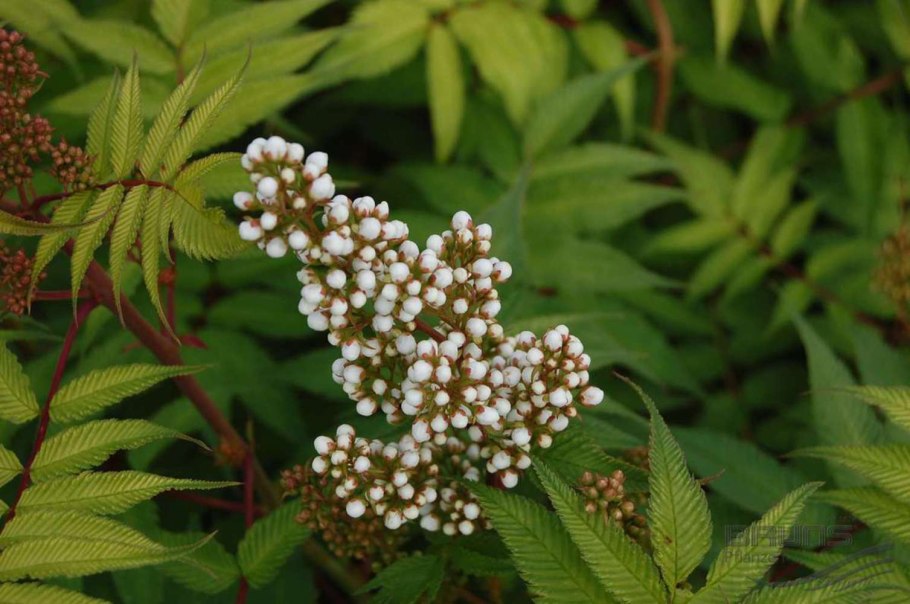 Спирея рябинник сумахолистный