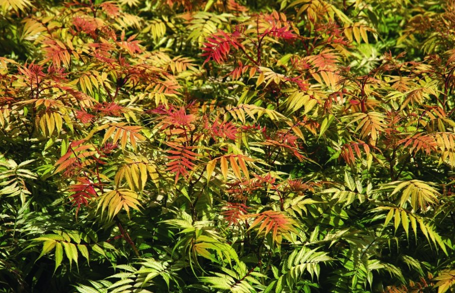 Рябинн к рябинолистный лист