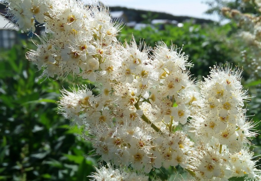 Рябинник растение плоды