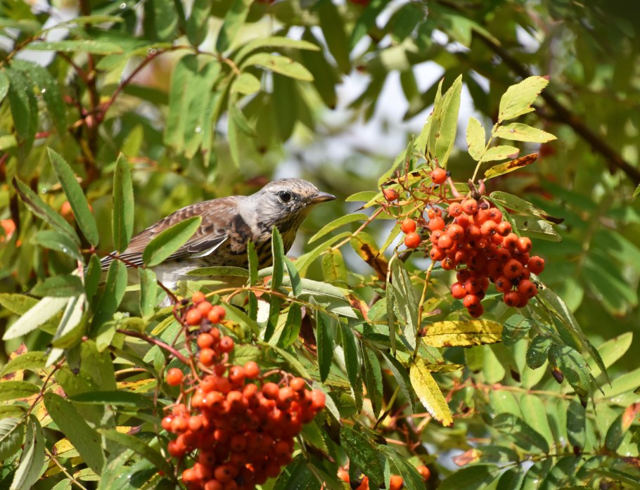 Рябинник рябинолистный (Sorbaria sorbifolia)