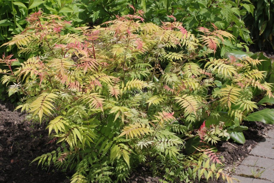 Рябинник рябинолистный сэм