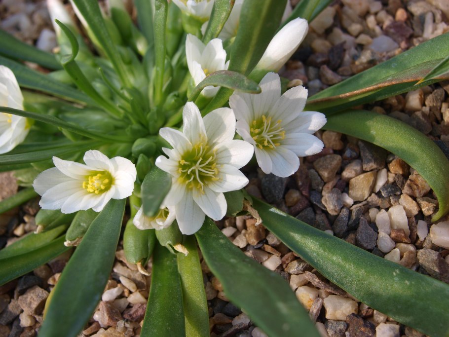 Купена лекарственная культурная или дикорастущая