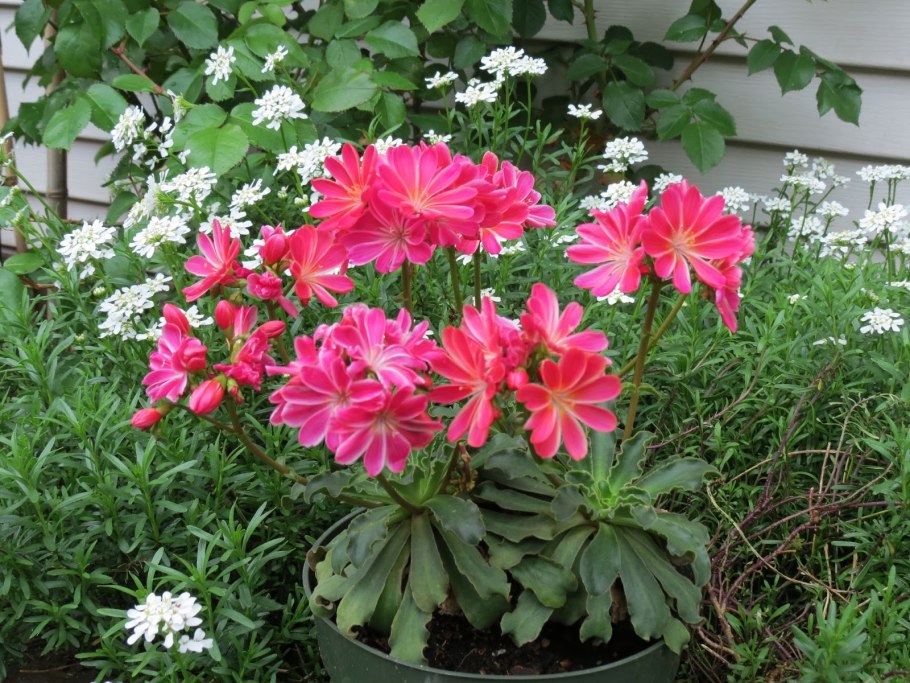 Твиди цветы