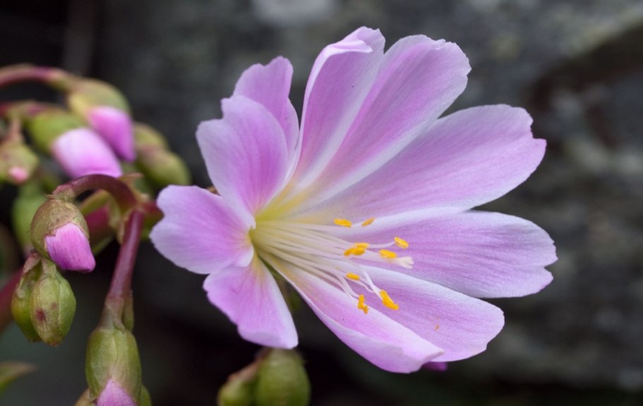 Montiaceae genus Lewisia