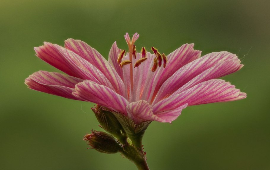Левизия пигмея Lewisia pygmaea