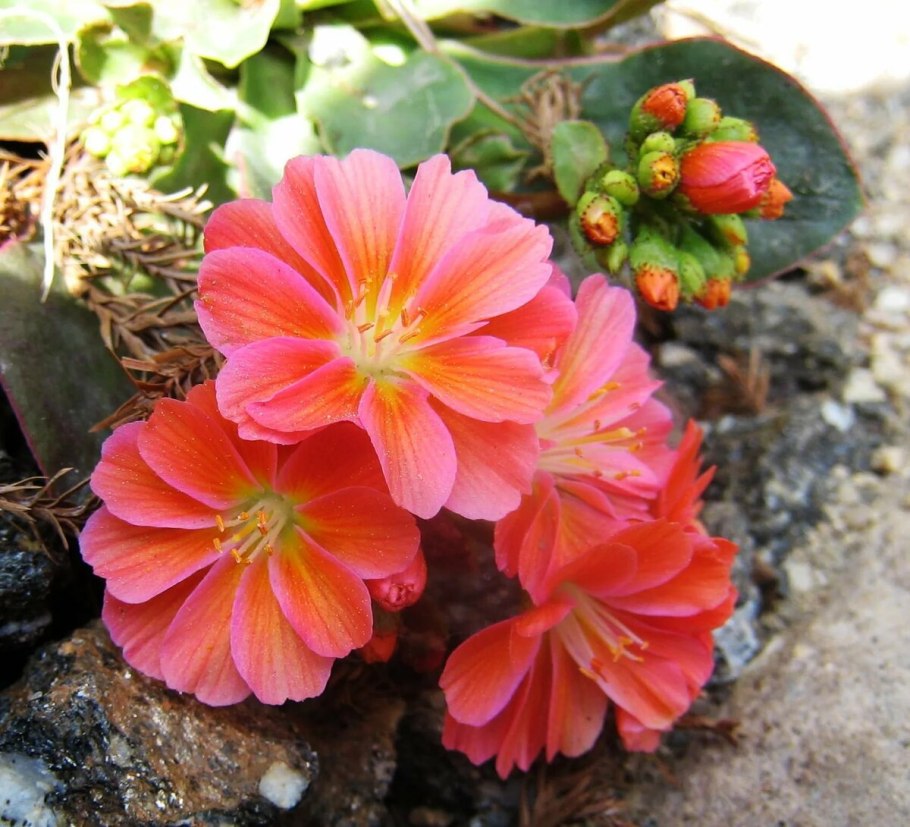 Левизия твида